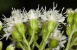 White snakeroot